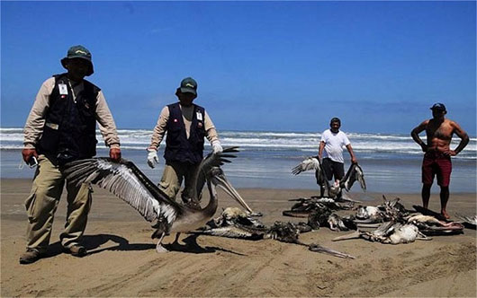 Picture 5 of The mystery cannot decipher the massively deadly beach