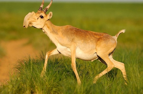 Picture 1 of The mystery caused 85,000 Saiga antelope deaths