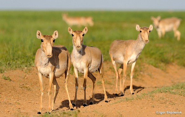 Picture 2 of The mystery caused 85,000 Saiga antelope deaths