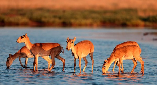 Picture 3 of The mystery caused 85,000 Saiga antelope deaths