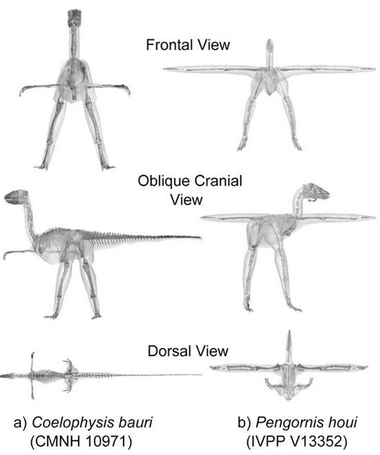 Picture 1 of The mystery evolved in the standing position of birds