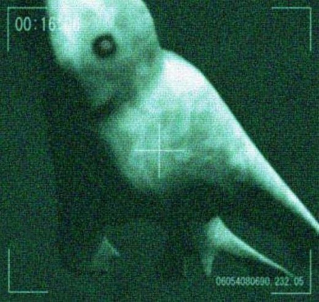 Picture 2 of The mystery has not been answered about the giant humanoid sea monster in Antarctica