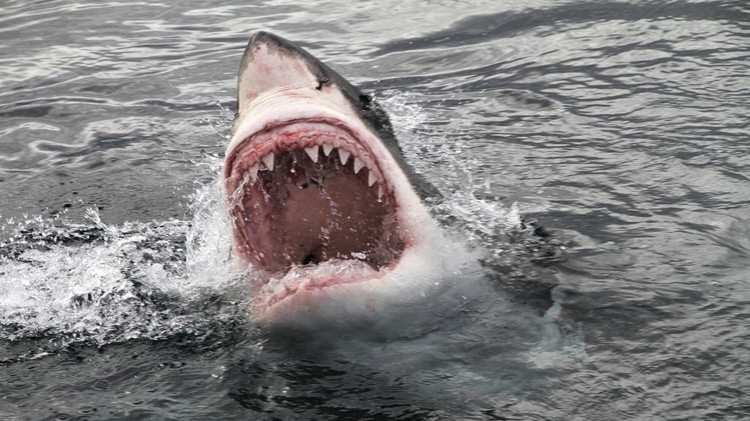 Picture 4 of The mystery has not been explained about the white shark being greedy, hooked heart in 2017