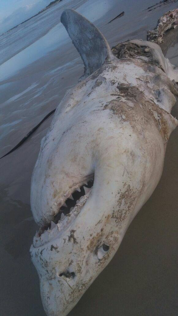Picture 5 of The mystery has not been explained about the white shark being greedy, hooked heart in 2017