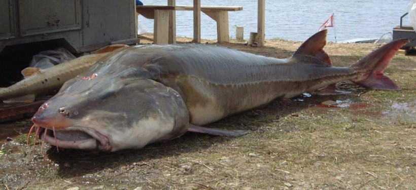 Picture 4 of The mystery of giant sturgeon, weighs a ton
