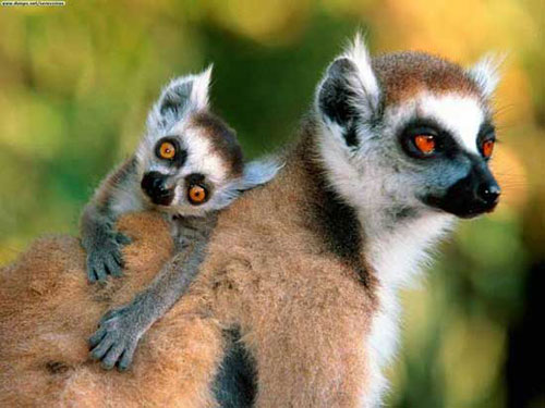 Picture 1 of The mystery of life in the wildest part of the earth