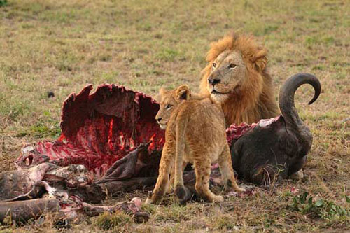 Picture 3 of The mystery of life in the wildest part of the earth