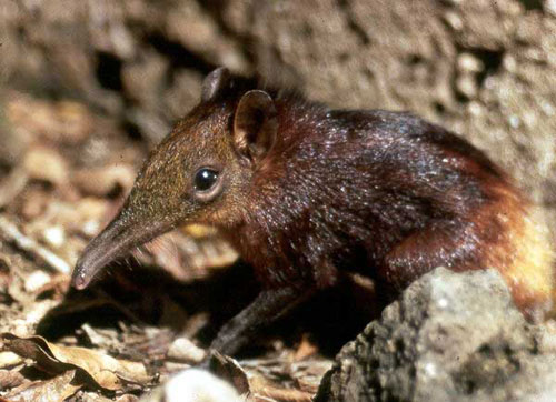 Picture 4 of The mystery of life in the wildest part of the earth