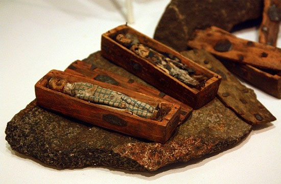 Picture 8 of The mystery of the 17 wooden caskets contains tiny mummies