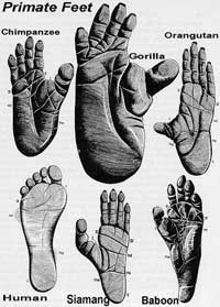 Picture 4 of The mystery of the African continent and the source of humanity