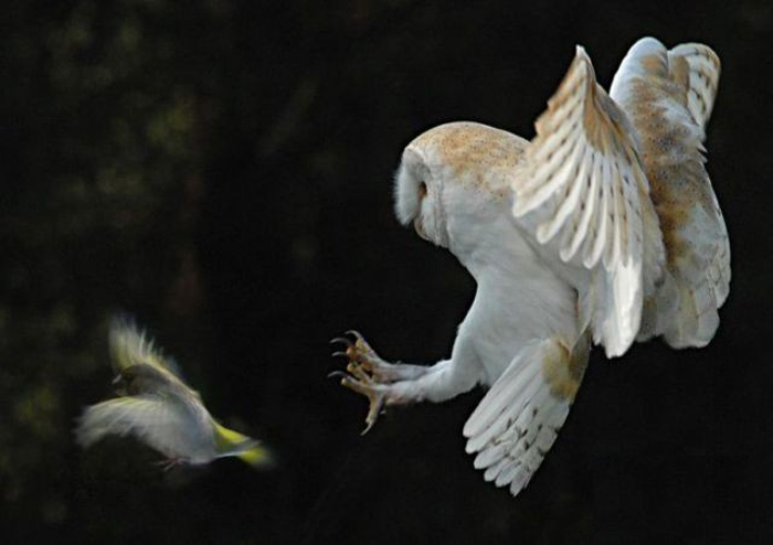 Picture 10 of The Mystery of the Bird Signaling Death