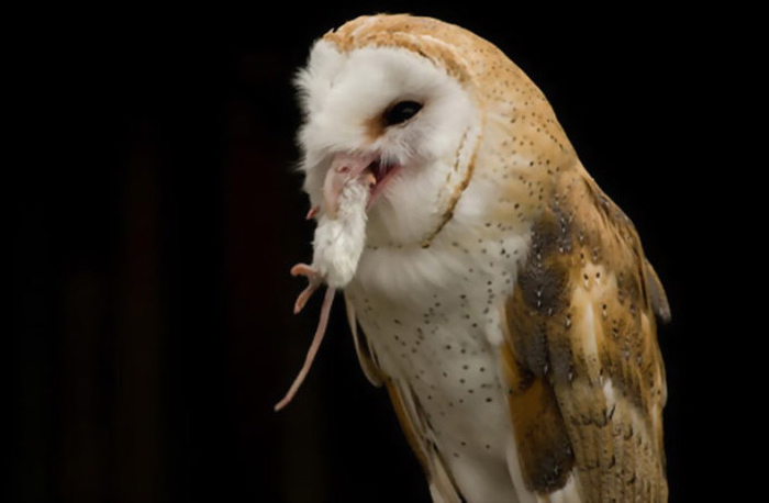 Picture 11 of The Mystery of the Bird Signaling Death
