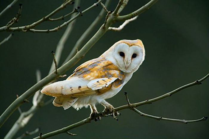 Picture 12 of The Mystery of the Bird Signaling Death