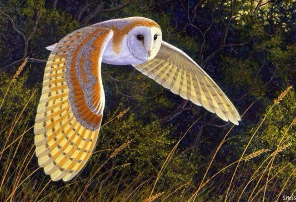 Picture 13 of The Mystery of the Bird Signaling Death