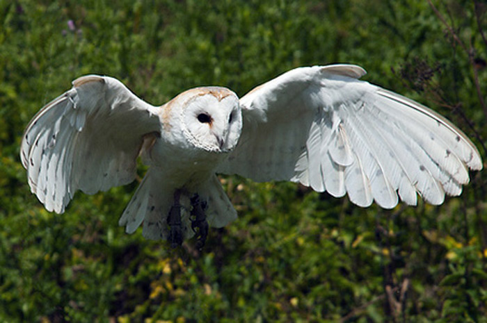 Picture 9 of The Mystery of the Bird Signaling Death