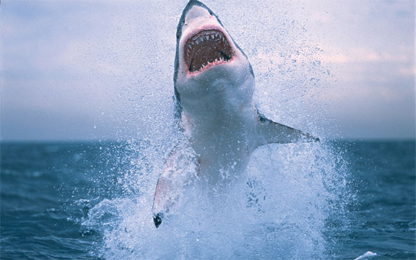 Picture 1 of The mystery of the incredible sex life of white sharks