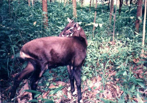 Picture 1 of The mystery of the saola species