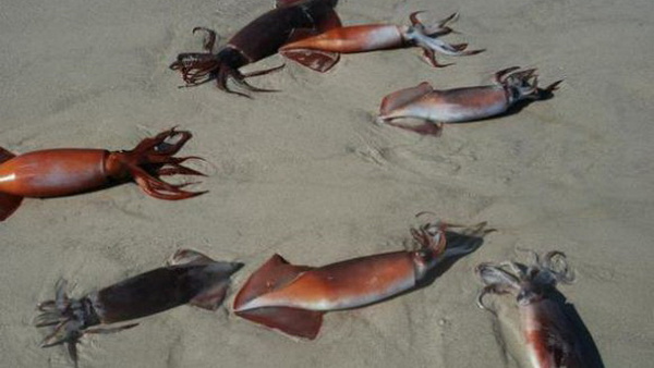 Picture 1 of The mystery of thousands of Humboldt squid washed ashore