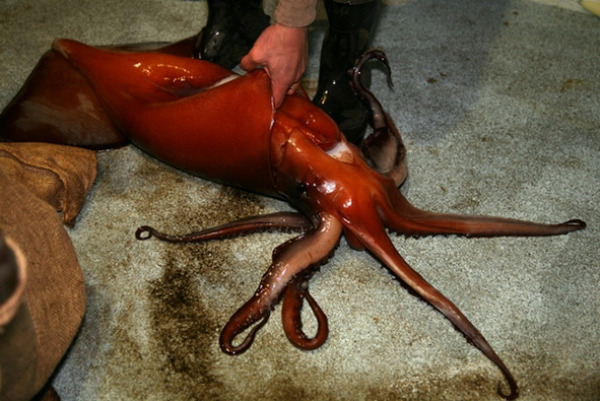 Picture 2 of The mystery of thousands of Humboldt squid washed ashore