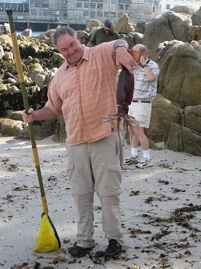Picture 3 of The mystery of thousands of Humboldt squid washed ashore