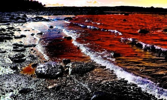 Picture 4 of The mystery of thousands of Humboldt squid washed ashore