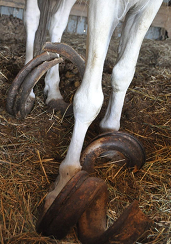 Picture 1 of The nails are nearly 1 meter long of two horses for 15 years forgetting to cut nails