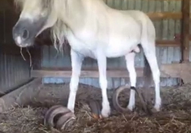 Picture 2 of The nails are nearly 1 meter long of two horses for 15 years forgetting to cut nails