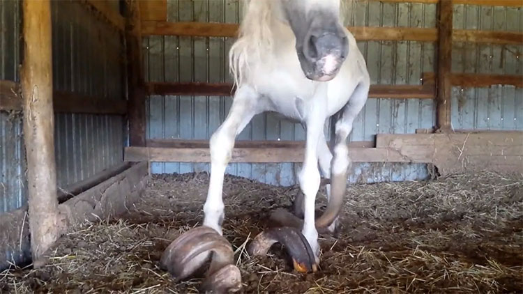 Picture 3 of The nails are nearly 1 meter long of two horses for 15 years forgetting to cut nails