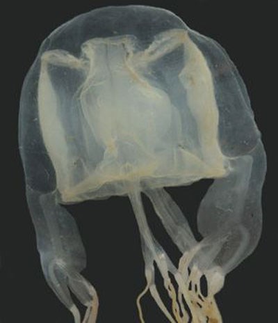 Picture 1 of The name of the new jellyfish is named after the 9-year-old pupil