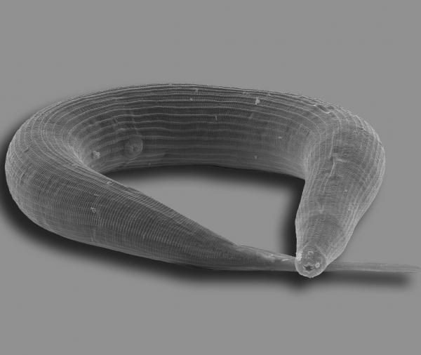 Picture 1 of The nematode genome provides an understanding of the evolution of parasites