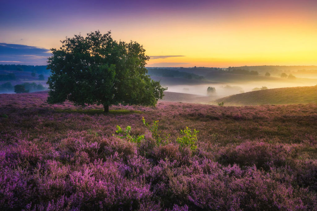 Picture 11 of The Netherlands - the land of wonder in Europe is sure you want to come once in your life