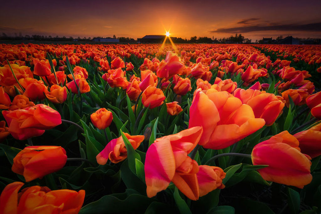 Picture 13 of The Netherlands - the land of wonder in Europe is sure you want to come once in your life