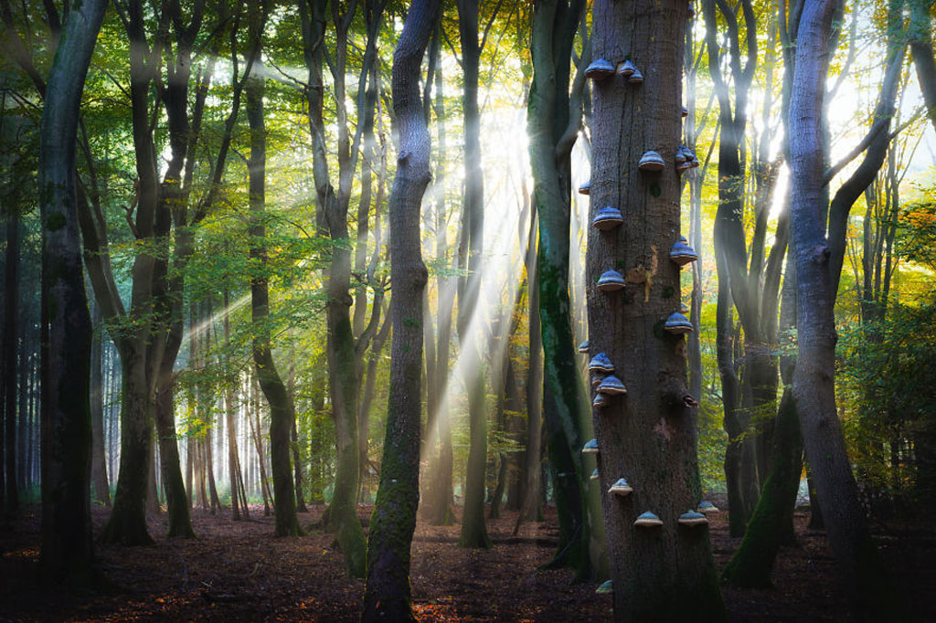 Picture 8 of The Netherlands - the land of wonder in Europe is sure you want to come once in your life