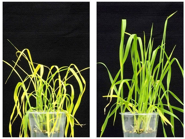 Picture 1 of The new active ingredient protects plants from drought, despite climate change