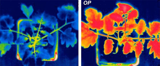 Picture 2 of The new active ingredient protects plants from drought, despite climate change