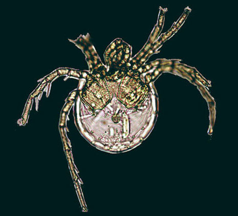 Picture 1 of The new creature is called Jennifer Lopez