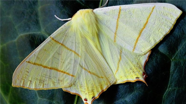 Picture 1 of The new creature is named after Donald Trump for an unexpected reason
