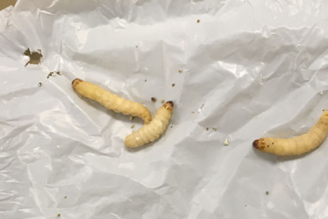 Picture 2 of The new discovery: Caterpillars and their gut bacteria easily digest the most persistent plastic