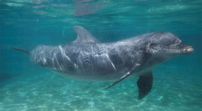 Picture 1 of The new finding helps explain why mammals have better hearing