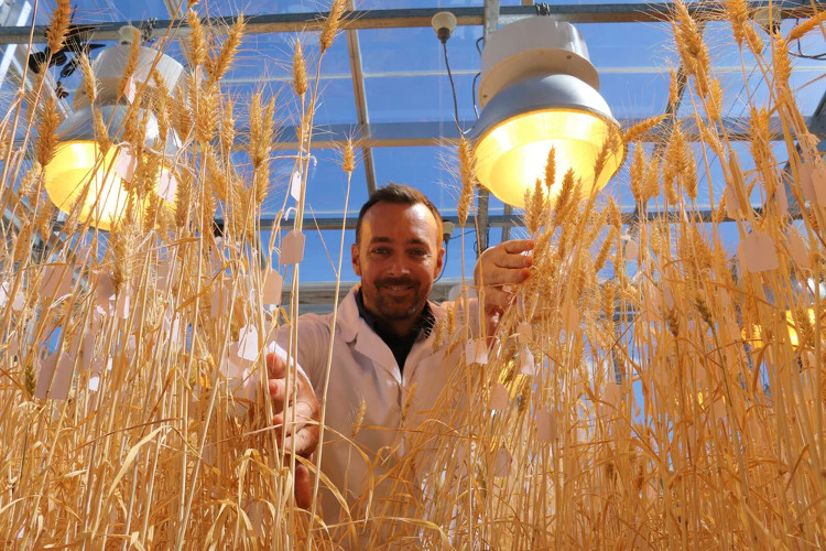 Picture 1 of The new method helps harvest 6 wheat crops a year