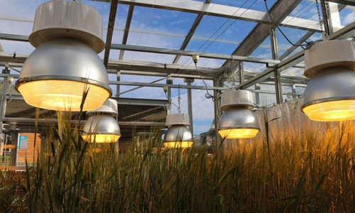 Picture 2 of The new method helps harvest 6 wheat crops a year