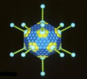 Picture 1 of The new virus destroys cancer cells but does not harm healthy cells