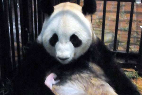 Picture 1 of The newborn panda at Tokyo Zoo died