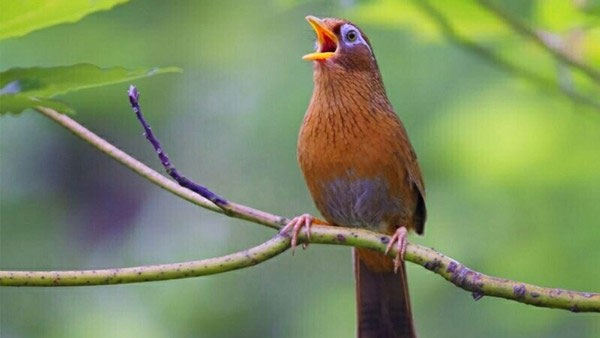 Picture 2 of The nightingale and the basic information about this bird