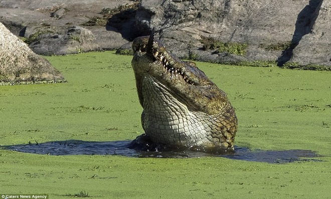 Picture 7 of The Nile crocodile gobbled up its kind mercilessly
