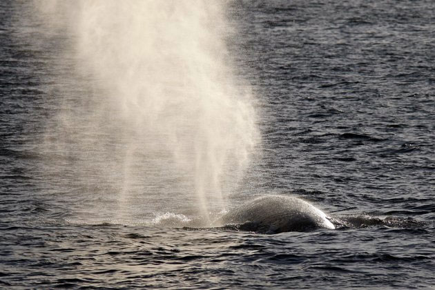 Picture 1 of The noise of the boat makes whales 'headache'