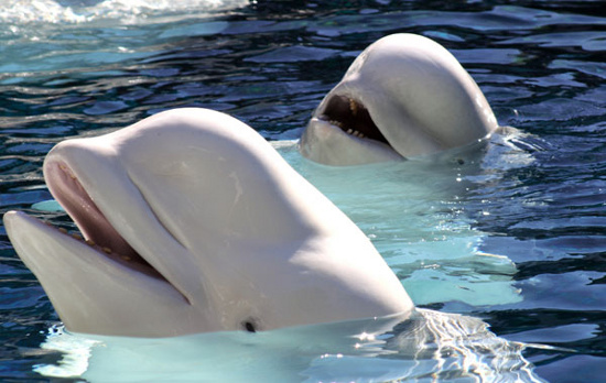 Picture 1 of The number of Arctic whales increases