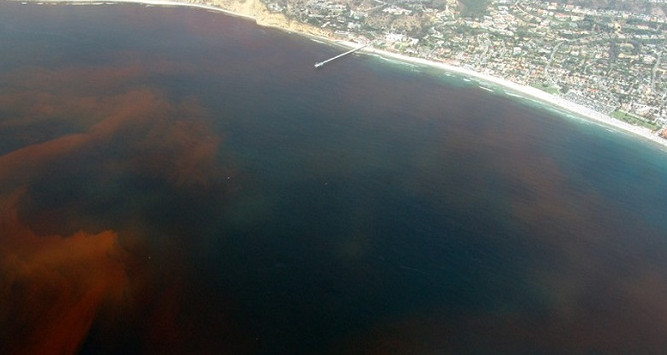 Picture 2 of The number of 'dead zones' in the sea is increasing