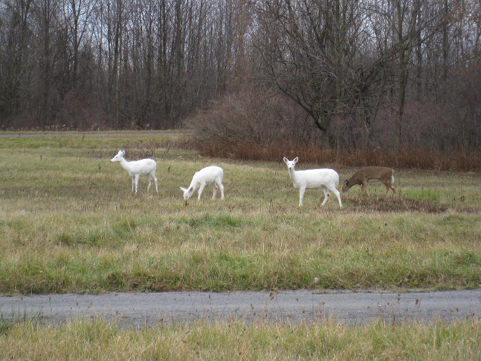 Picture 1 of The number of rare white deer flocks in the US military arsenal