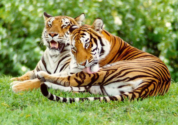 Picture 1 of The number of tigers decreased rapidly